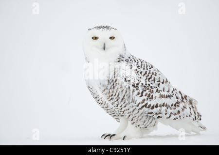 Civetta delle nevi sulla neve, Saint-Barthelemy, Quebec, Canada, inverno Foto Stock