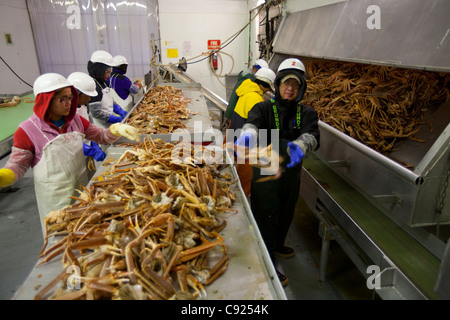 Cannery processo lavoratori Tanner granchi sulla linea di fango in Alaska i frutti di mare freschi, Kodiak, Southwest Alaska, inverno Foto Stock