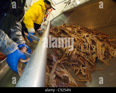 Cannery processo lavoratori Tanner granchi sulla linea di fango in Alaska i frutti di mare freschi, Kodiak, Southwest Alaska, inverno Foto Stock