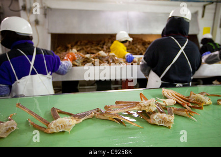 Cannery processo lavoratori Tanner granchi sulla linea di fango in Alaska i frutti di mare freschi, Kodiak, Southwest Alaska, inverno Foto Stock