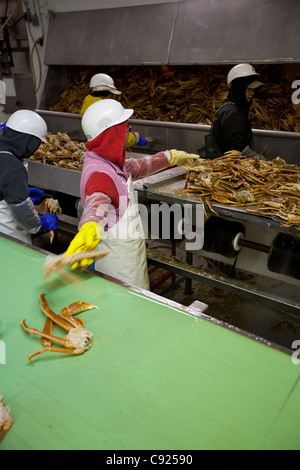 Cannery processo lavoratori Tanner granchi sulla linea di fango in Alaska i frutti di mare freschi, Kodiak, Southwest Alaska, inverno Foto Stock