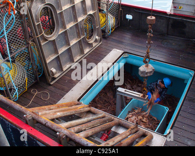 Il riempimento di tote con Tanner Crab dall'interno del peschereccio, attesa Kodiak, Southwest Alaska, inverno Foto Stock