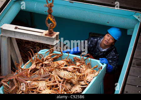 Il riempimento di tote con Tanner Crab dall'interno del peschereccio, attesa Kodiak, Southwest Alaska, inverno Foto Stock