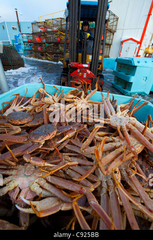 Driver di carrello elevatore a forche si muove un tote caricato con live Tanner Granchio, Alaska freschi frutti di mare, Kodiak, Southwest Alaska, inverno Foto Stock