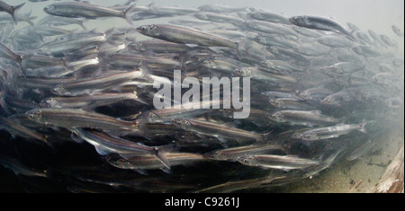 Vista subacquea della migrazione verso le zone di riproduzione di hooligan in Alaganik Slough, rame River Delta, South Central Alaska Foto Stock