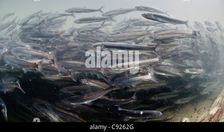 Vista subacquea della migrazione verso le zone di riproduzione di hooligan in Alaganik Slough, rame River Delta, South Central Alaska Foto Stock