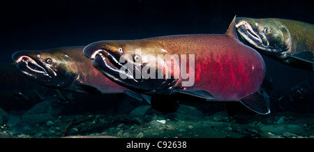 Vista subacquea di matura Coho salmon maschi sul vivaio in potenza Creek, Prince William Sound, Alaska Foto Stock