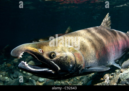 Vista subacquea di Coho salmon in potenza Creek zone di riproduzione, il rame del delta del fiume vicino a Cordova, Prince William Sound, Alaska Foto Stock