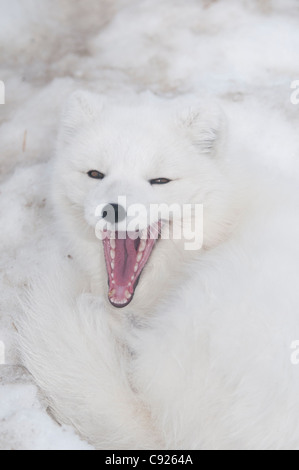 CAPTIVE: Close up di una volpe artica in fase di bianco sbadigli, Yukon preservare la fauna selvatica, Yukon Territory, Canada Foto Stock