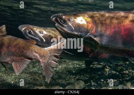 Vista subacquea di Coho salmon in potenza Creek zone di riproduzione, il rame del delta del fiume vicino a Cordova, Prince William Sound, Alaska Foto Stock