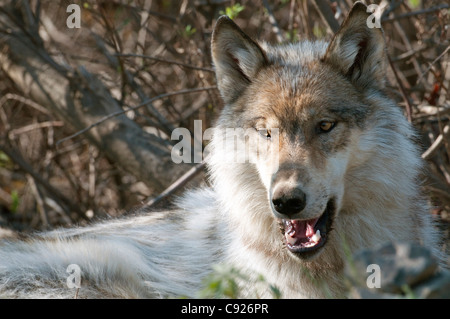 Ritratto di un lupo yearling da concedere Creek Pack con la bocca aperta mentre giaceva in arbusti nel Parco Nazionale di Denali, Alaska, molla Foto Stock