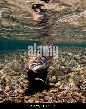 Vista subacquea di un salmone Coho femmina il suo scavo redd mentre un maschio di protezioni in potenza Creek, rame River Delta, Alaska Foto Stock