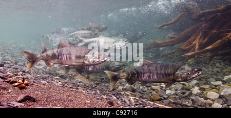 Vista subacquea di Salmone Chum sulla loro migrazione riproduttiva in Hartney Creek, rame River Delta, Prince William Sound, Alaska Foto Stock