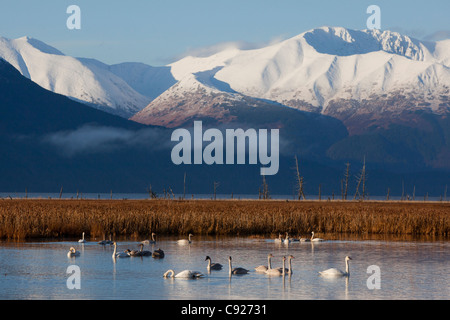Un raggruppamento di Tundra e Trumpeter Swans feed in un laghetto vicino a Girdwood, Turnagain Arm, Alaska Foto Stock