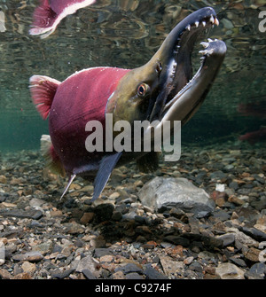 Vista subacquea di matura il Salmone Sockeye nel maschio Power Creek, il rame del delta del fiume vicino a Cordova, Prince William Sound, Alaska Foto Stock