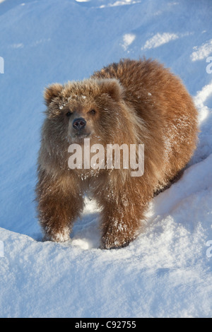 CAPTIVE: Marrone Kodiak Bear Cub femmina sorge su una collina innevata Alaska Wildlife Conservation Centre, centromeridionale, Alaska, inverno Foto Stock