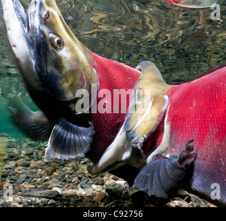 Vista subacquea di combattere il Salmone Sockeye maschi in potenza Creek, il rame del delta del fiume vicino a Cordova, Prince William Sound, Alaska Foto Stock