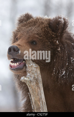 CAPTIVE: Close up di un marrone Kodiak Bear Cub che mostra i suoi denti come egli mastica su un pezzo di log, Alaska Foto Stock