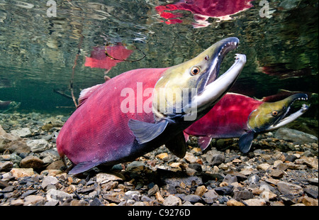 Vista subacquea di combattere il Salmone Sockeye maschi in potenza Creek, il rame del delta del fiume vicino a Cordova, Prince William Sound, Alaska Foto Stock