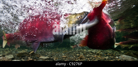 Vista subacquea di combattere il Salmone Sockeye maschi in potenza Creek, il rame del delta del fiume vicino a Cordova, Prince William Sound, Alaska Foto Stock