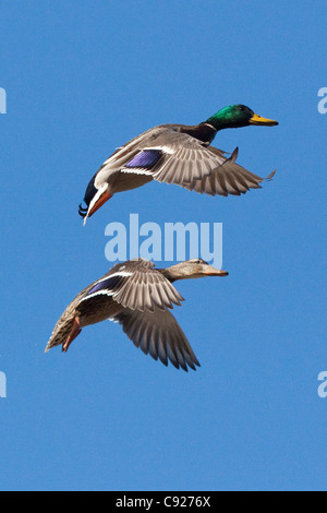 Drake e gallina di Germani Reali diffondere le loro ali e preparare la terra a un piccolo stagno di Anchorage, centromeridionale Alaska, molla Foto Stock