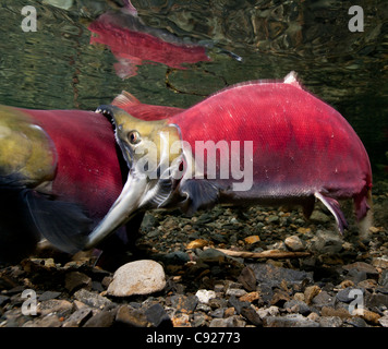 Vista subacquea di combattere il Salmone Sockeye maschi in potenza Creek, il rame del delta del fiume vicino a Cordova, Prince William Sound, Alaska Foto Stock