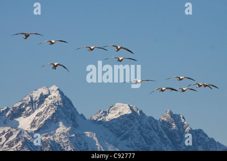 Stormo di oche delle nevi volare sulle montagne coperte di neve in valle Mat-Su vicino Palmer durante la loro migrazione a molla, Alaska Foto Stock