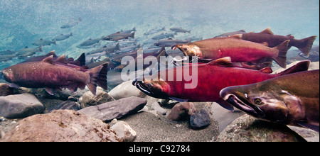 Vista subacquea di Dolly Varden char & Coho sulla loro migrazione riproduttiva in potenza Creek, rame River Delta, Alaska Foto Stock