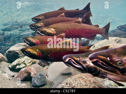 Vista subacquea di Dolly Varden char & Coho sulla loro migrazione riproduttiva in potenza Creek, rame River Delta, Alaska Foto Stock