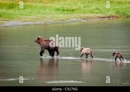 Orso bruno seminare passeggiate attraverso un ruscello con la sua molla cubs in Chinitna Bay, il Parco Nazionale del Lago Clark, centromeridionale Alaska, estate Foto Stock