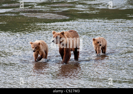 Orso bruno seminare passeggiate attraverso un ruscello con la sua molla cubs in Chinitna Bay, il Parco Nazionale del Lago Clark, centromeridionale Alaska, estate Foto Stock