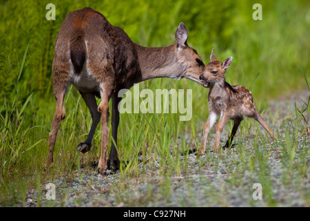 Close up di Sitka Black-tailed deer doe leccare la sua nuova nata fawn su Prince of Wales Island, Tongass National Forest, Alaska Foto Stock