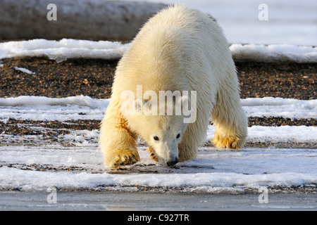 Un curioso sub adulti orso polare si avvicina al litorale lungo un isola barriera al di fuori Kaktovik, ANWR, Alaska Foto Stock