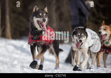 Wattie McDonald's portare cani in esecuzione durante il 2011 Iditarod partenza cerimoniale di Anchorage, centromeridionale Alaska, inverno Foto Stock