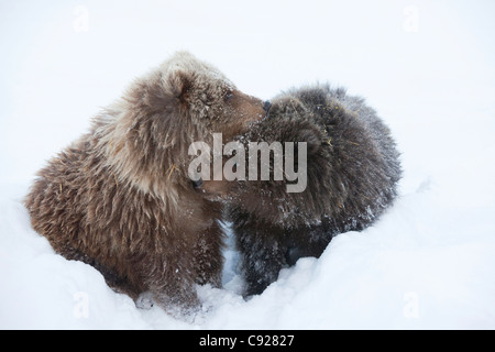 CAPTIVE: Maschio e femmina marrone Kodiak Bear cubs avvolgere insieme nella neve in Alaska Wildlife Conservation Centre, Alaska Foto Stock