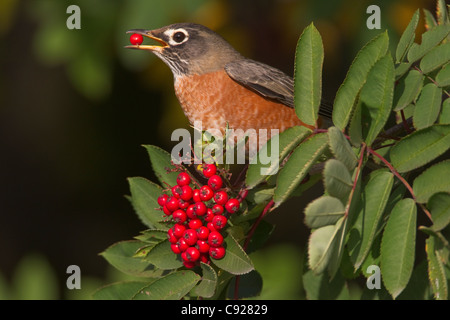American Robin appollaiato sul ramo di mangiare una montagna di ceneri berry, Cordova, centromeridionale Alaska, Autunno Foto Stock