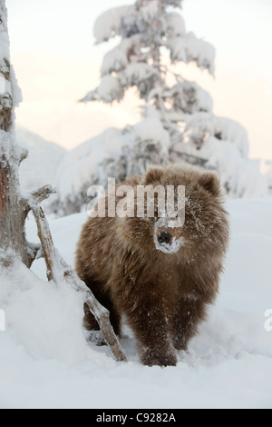 CAPTIVE: femmina marrone Kodiak Bear Cub passeggiate nella neve con il suo viso coperto di neve, Alaska Foto Stock