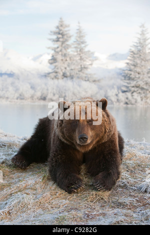 CAPTIVE: femmina di orso bruno giace sulla collina innevate con scenic winterscape in background, Alaska Foto Stock
