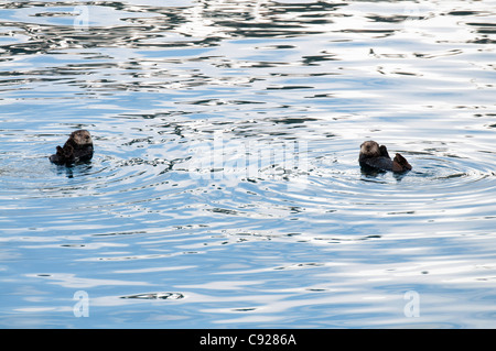 Una coppia di le lontre marine galleggiante in Prince William Sound, Chugach National Forest, centromeridionale Alaska, molla Foto Stock