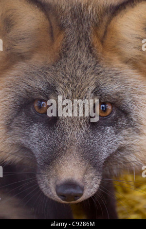 CAPTIVE: Close up di un cross-phase Red Fox nella sua gabbia prima del rilascio nell'ambiente selvatico, Alaska Foto Stock