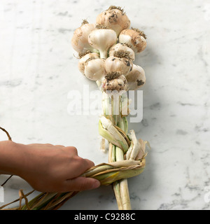 Rendendo la treccia di aglio Foto Stock