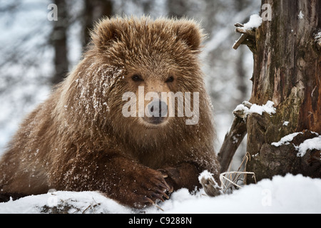 CAPTIVE: Marrone Kodiak Bear Cub picchi sopra una coperta di neve log, centromeridionale, Alaska, inverno Foto Stock