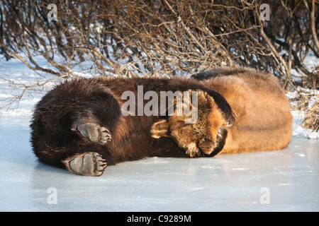 CAPTIVE: Coppia di adulto orsi bruni giaceva sul ghiaccio e abbracciate uno un altro mentre la riproduzione in Alaska Wildlife Conservation Centre, Alaska Foto Stock