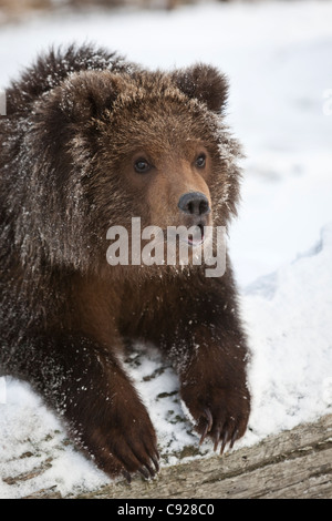 CAPTIVE: Marrone Kodiak Bear Cub picchi sopra una coperta di neve log, centromeridionale, Alaska, inverno Foto Stock