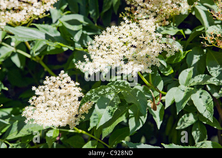 Sambucus nigra (sambuco, sambuco) Foto Stock