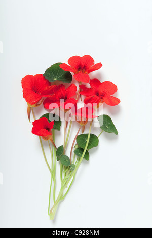 Tropaeolum majus (Nasturtium) steli con foglie e rosso brillante fiori Foto Stock