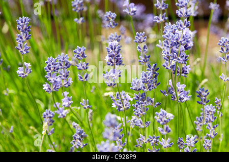 Lavandula angustifolia (Inglese lavanda, Narrow-Leaved lavanda) Foto Stock