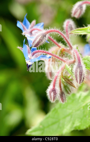 Borragine officinalis (borragine) Fiori Foto Stock