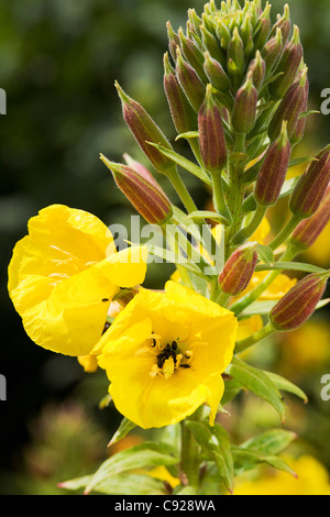 Apertura fiori gialli di Oenothera glazioviana (a fiore grande primula della sera) e gemme sullo stelo Foto Stock