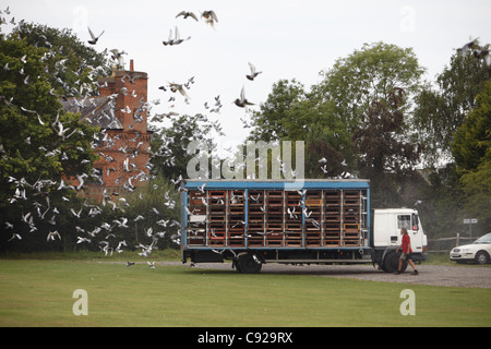 Centinaia di piccioni liberato all'inizio di una gara Loft, liberati ad Ockham Cricket Club, Surrey, Inghilterra Foto Stock